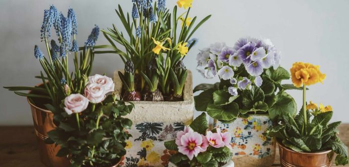 house plants